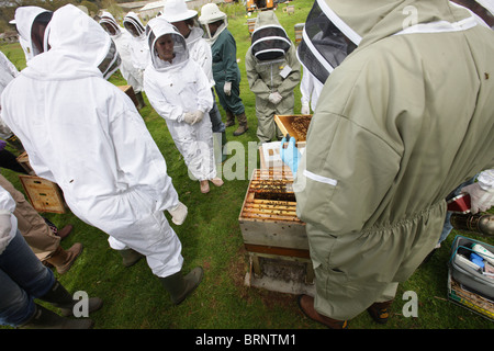 Imkerei. Unerfahrene Imker Erlernen der Fähigkeiten der Bienenzucht Stockfoto