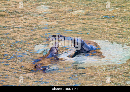 Kegelrobben (Halichoerus Grypus) spielen im Wasser Stockfoto