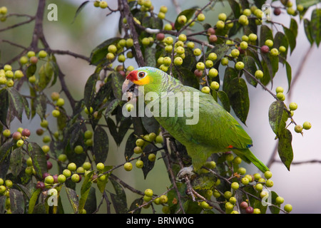 ROT-orientieren AMAZON PARROT (Amazona Autumnalis) Fütterung auf Feigenbaum (Ficus sp.) Nationalpark Tikal in Guatemala, Mittelamerika. Stockfoto