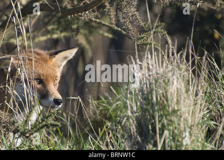 Alert Fuchs lange Gras Stockfoto