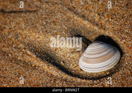 A single shell on a sandy beach Stockfoto