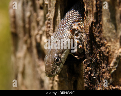 Juvenile schwarze Rattenschlange (bieten Obsoleta) Stockfoto