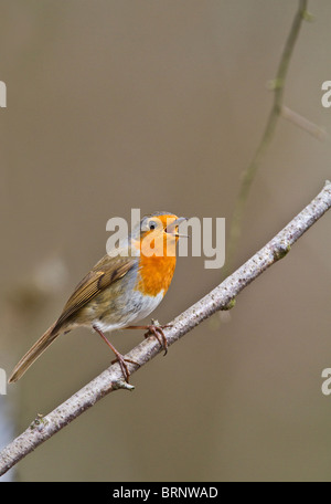 Robin (Erithacus Rubecula) singen von Barsch Stockfoto