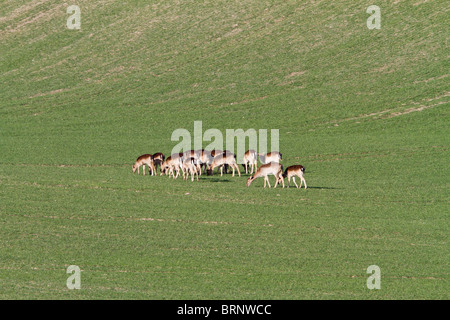 9576 Damhirsch (Dama Dama) in Weizen Feld zeigen beschneiden Aussetzungsantrag Stockfoto