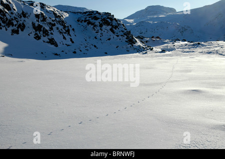 Eine Reihe von Fuchsspuren kreuzt die Schnee bedeckten Gipfel der Seathwaite fiel im Lake District. Stockfoto