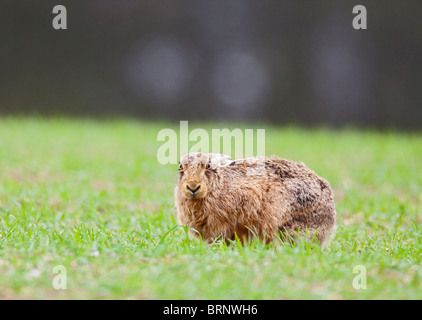 Feldhase (Lepus Europaeus) im Weizenfeld Stockfoto