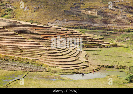 Abstufen und Paddyfields im zentralen Hochland oder Madagaskar Stockfoto