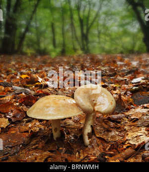 Schleimige Milch Cap Pilze, Lactarius Blennius in Buche Baum Wälder. Stockfoto