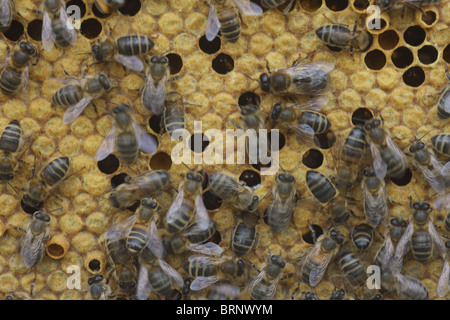 Imkerei. Unerfahrene Imker Erlernen der Fähigkeiten der Bienenzucht Stockfoto