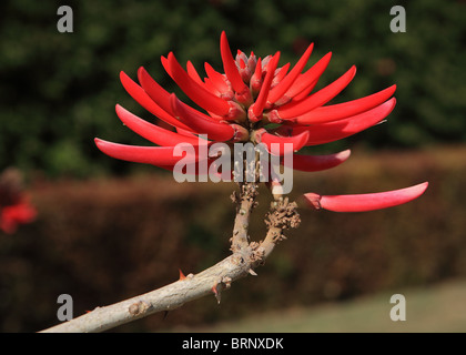 Vielzahl von Korallenbaum-Erythrina X sykesii-Tiger Claw mit roten Spitzen Blumen Stockfoto