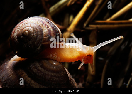 wunderschön beleuchtete Schnecke Kind sitzt auf seiner Mutter Stockfoto