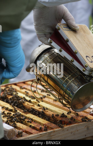 Imkerei. Unerfahrene Imker Erlernen der Fähigkeiten der Bienenzucht Stockfoto