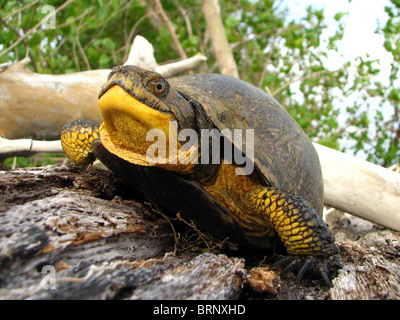 Weibliche Blanding Schildkröte (Emydoidea Blandingii) Stockfoto