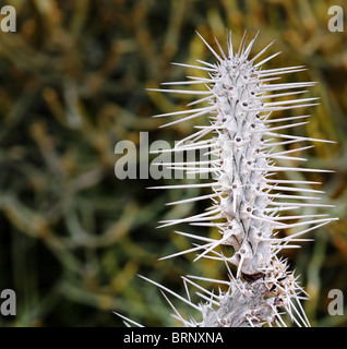 Didierea Madagascariensis (Morondava) lange Spikes weißen farbigen Kaktus in Kalifornien Stockfoto