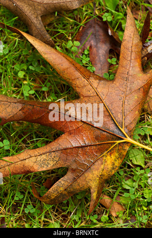 Schönen Maple Leaf im Herbst gefallen, (Acer) Stockfoto