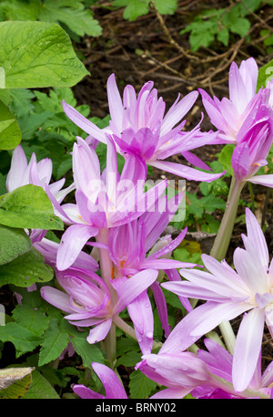 Lila Colchicum Blumen nach einem Regenschauer im Herbst in Großbritannien Stockfoto