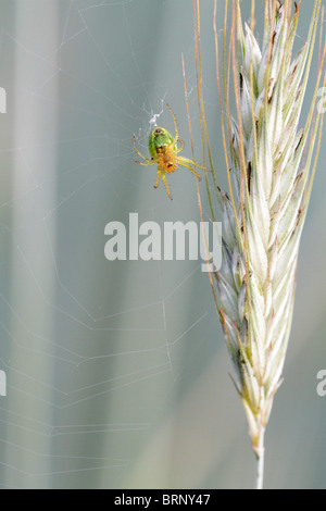 Araniella Cucurbitina, die Gurke grüne Spinne Stockfoto