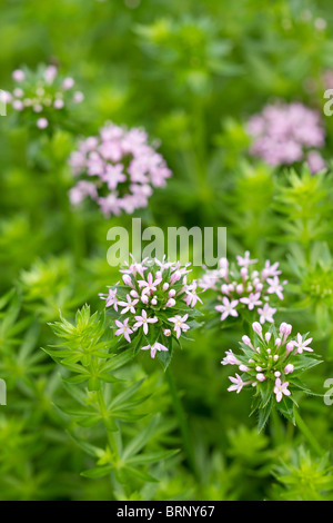 Kaukasische Crosswort Phuopsis stylosa () in voller Blüte im Herbst in Großbritannien Stockfoto