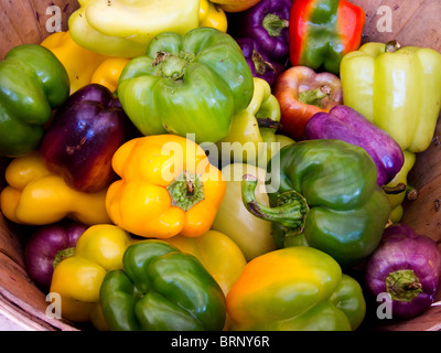 bunte Paprika in einer Farm stehen Korb Stockfoto