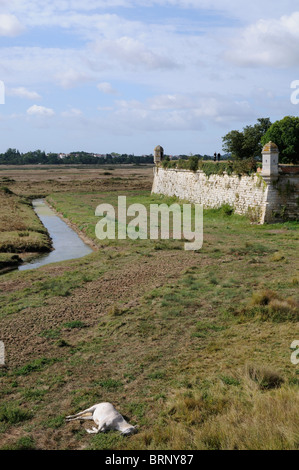 Stock Foto von den Mauern der Stadt Brouage in Frankreich. Stockfoto