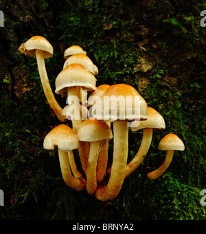 Sulphur Tuft Pilze, Grünblättriger Fasciculare. Stockfoto