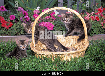 Osterkorb Kätzchen sitzen auf Rasen im Garten mit bunten Petunien Stockfoto