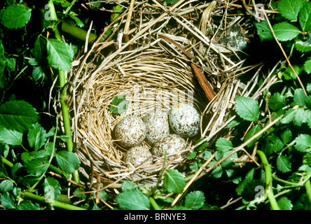 Runde Nest aus Stroh mit fünf Kardinal Eiern im Baum, umgeben von Reben im Frühjahr, Midwest USA gemacht Stockfoto