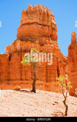 Bäume im Bryce Canyon Stockfoto