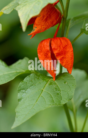 Chinesische Laterne (Physalis Alkekengi) im frühen Herbst Stockfoto