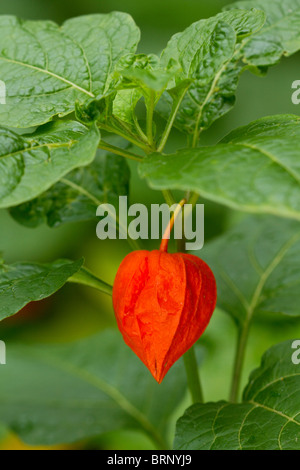 Chinesische Laterne (Physalis Alkekengi) im frühen Herbst Stockfoto