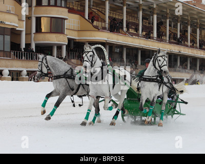 Berühmte russische Pferd Trio "Troika". Moskau, Russland. Orlow Traber Rasse Pferde Stockfoto