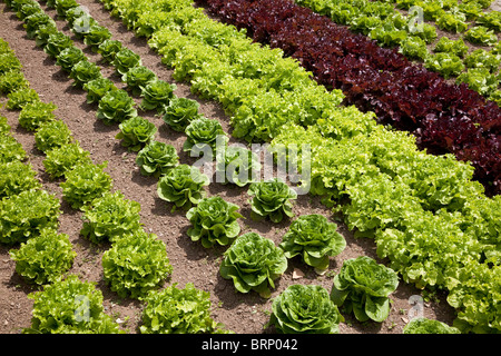 Sehr ordentlich Kohl Salat Gartenbeet Zeilen Stockfoto