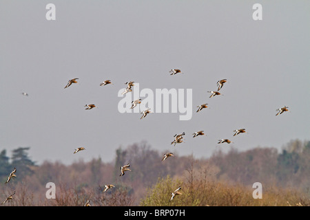 Schwarz-angebundene Uferschnepfe (Limosa Limosa) kleine Herde im Flug Stockfoto