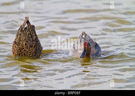 Krickente (Anas Vogelarten) zu koppeln, Fütterung Stockfoto