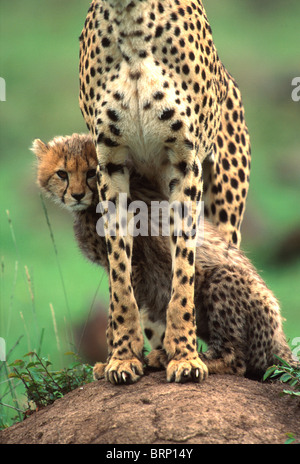 Cheetah Junge sitzt neben seiner Mutter Stockfoto