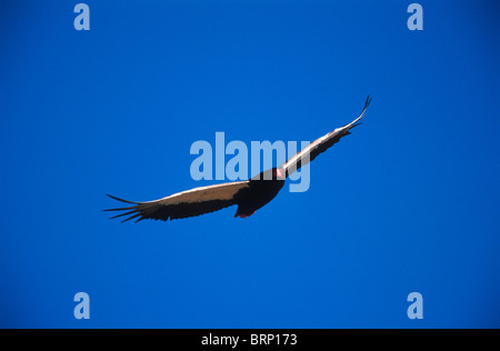 Bateleur in guter Farbe, lebendige blauen Himmel während des Fluges. Stockfoto