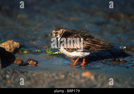 Steinwälzer close-up, individuelle in semi-Zucht Zustand ein Gewässer zu durchsuchen. Stockfoto