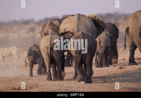 Eine Herde Elefanten mit nassen Skins aus dem Wasserloch, an dem sie getrunken haben Stockfoto