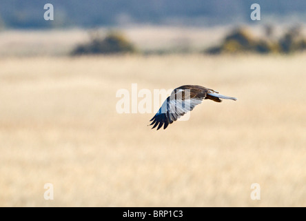 Marsh Harrier (Circus Aeruginosus) männlichen Jagd Stockfoto