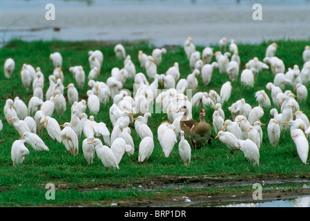 Herde von Kuhreihern und zwei afrikanischen Baum Enten in einem Feuchtgebiet Stockfoto