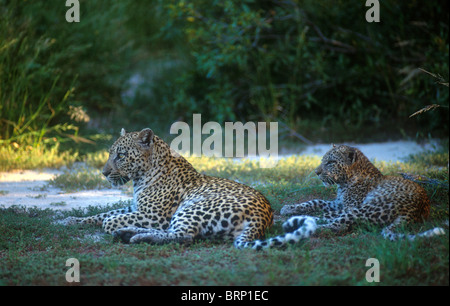 Leopard Weibchen und Jungtier ausruhen im Schatten Stockfoto