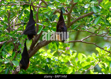 Rodrigues-Flughund (Pteropus Rodricensis) in einem Baum hängen Stockfoto