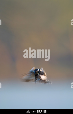 Pied Kingfisher schwebt über einem Fluss blickte auf Fisch vor dem Tauchen für den Fang Stockfoto