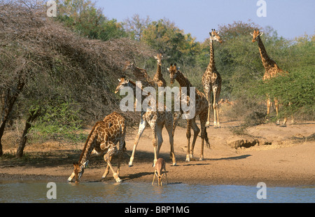 Herde Giraffen am Wasserloch Stockfoto