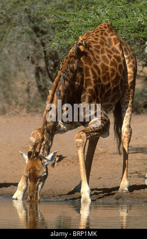 Eine Giraffe neigt zum Drink an einem Wasserloch während Oxpeckers sich von ernähren ist es wieder Stockfoto