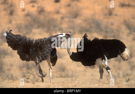 Männliche und weibliche Strauß in einem Balz Stockfoto