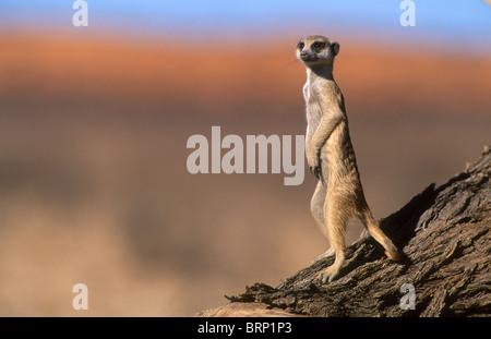 Seitenansicht der Erdmännchen (Suricate) auf Wache Stockfoto