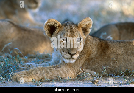 Porträt von ein Löwenjunges, liegend im Schatten Stockfoto