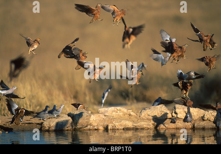 Herde von Burchell Sandgrouse um einen Felsen im Wasser schweben Stockfoto