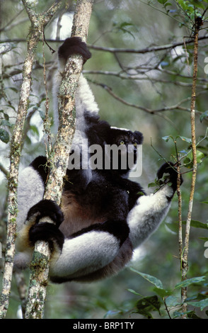 Indri in typischen arboreal Lebensraum Stockfoto